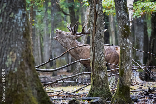 Ciervo berreando en el bosque