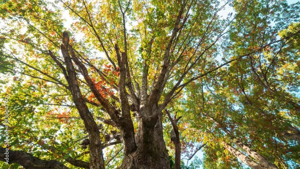 Timelapse of a tree changing from summer to winter Timelapse of a tree changing from summer to winter