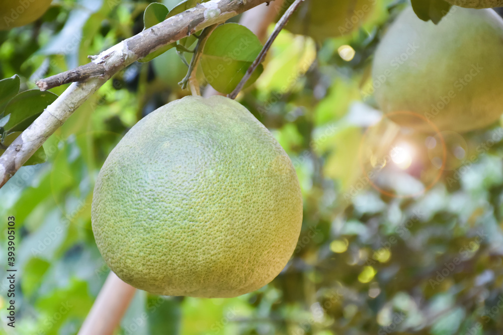 Pomelo fruit which is tropical fruit hanging on a branch of its tree, among bright sunlight, on green leaves bokeh background.