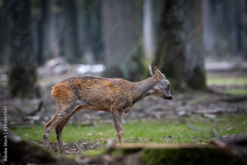Fototapeta premium Corzo cambiando el pelo de verano a invierno