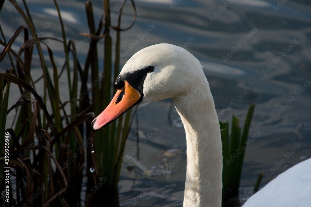 Obraz premium Swan swimming in autumn lake