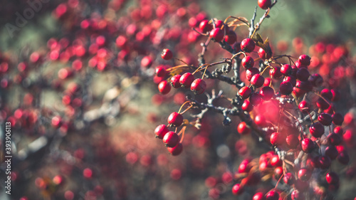 Beautiful bright red berries of hawthorn in late autumn.