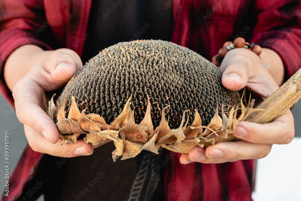 Sunflower head with seeds in hands