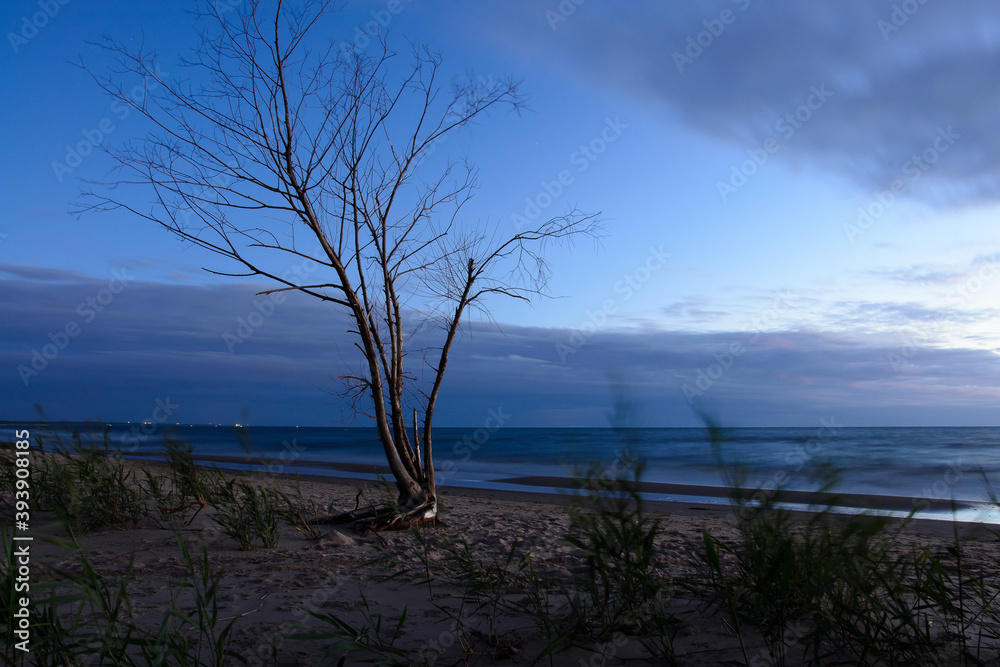 sunset by the beach and a lonely tree sunset by the beach and a lonely tree