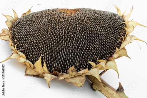 Sunflower head with seeds on a white background