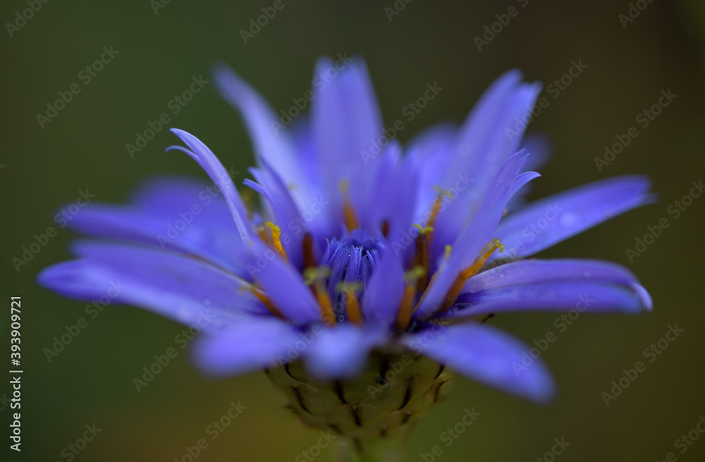 Makrobild einer blauen Rasselblume Makrobild einer blauen Rasselblume