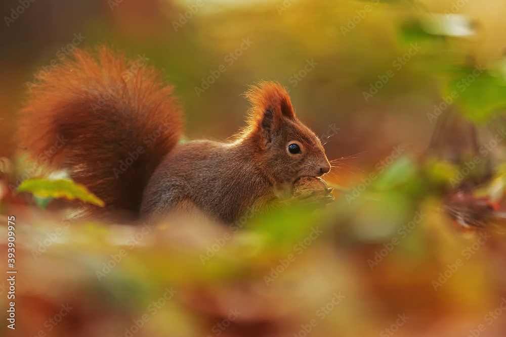 small animal Eurasian red squirrel (Sciurus vulgaris) is reddish and disappears in the leaves small animal Eurasian red squirrel (Sciurus vulgaris) is reddish and disappears in the leaves