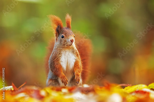 small animal Eurasian red squirrel (Sciurus vulgaris) stands intently and looks around with a very colorful background