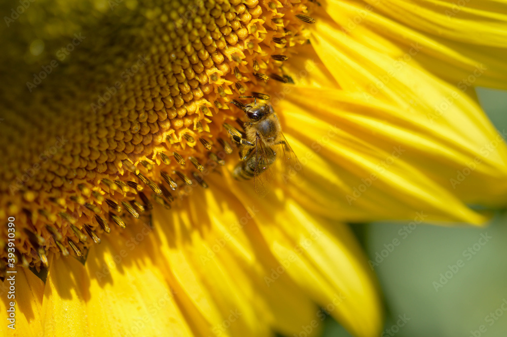 Bee on a sunflower, macro, pollinating, big yellow flower. Bee on a sunflower, macro, pollinating, big yellow flower.
