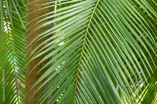 Folhas  verdes de palmeira planta Arecaceae © Marcos