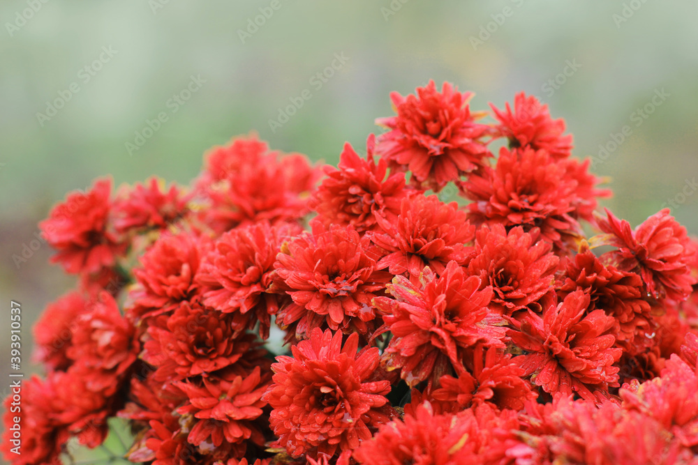Red chrysanthemums in the garden. Flowers close up. Red flowers. Background. Wallpaper Red chrysanthemums in the garden. Flowers close up. Red flowers. Background. Wallpaper
