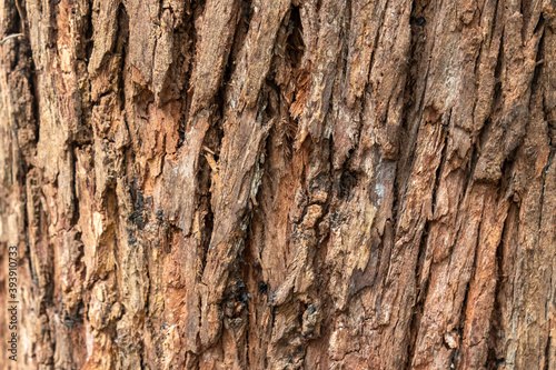 Detalhe casca arvora madeira natura photo