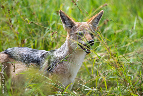 Chacal à chabraque, Canis mesomelas, Afrique