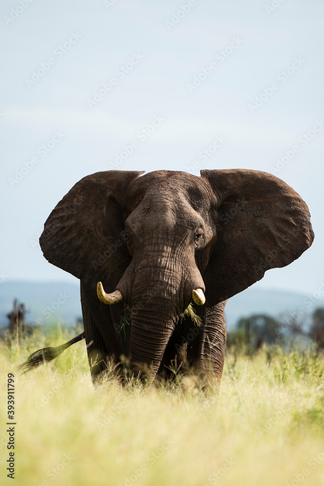 Fototapeta premium Éléphant d'Afrique, Loxodonta africana, Parc national Kruger, Afrique du Sud