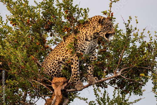 L  opard  Panth  re  Panthera pardus  Afrique du Sud