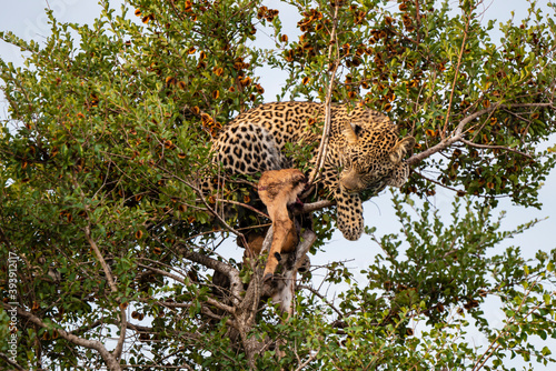 Léopard, Panthère, Panthera pardus, Afrique du Sud