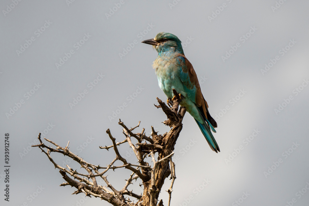 Fototapeta premium Rollier d'Europe,. Coracias garrulus, European Roller