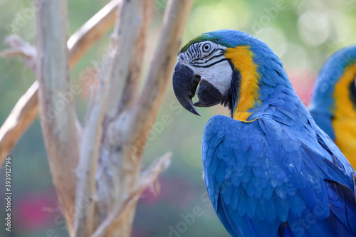 Close up haed the Blue and yellow macaw parrot bird in garden at thailand.
