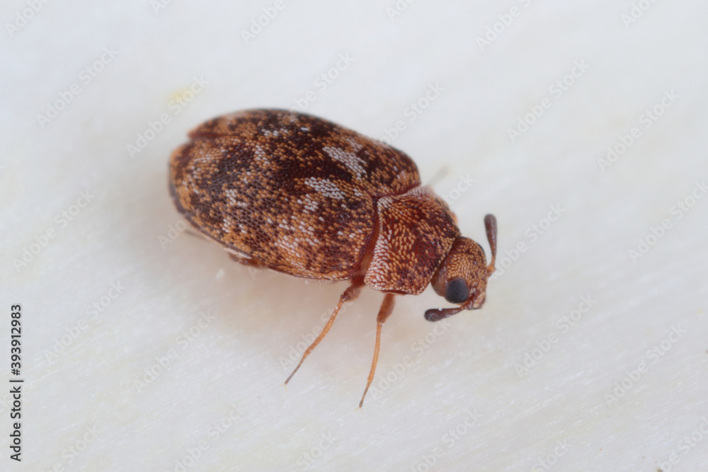 Carpet beetle Anthrenus (Dermestidae). It's a common pest in homes. Carpet beetle Anthrenus (Dermestidae). It's a common pest in homes.