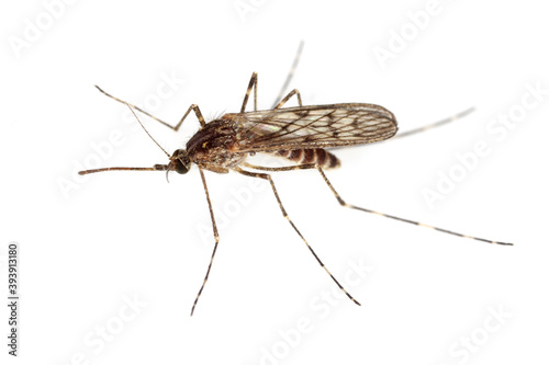 Mosquito isolated on a white background