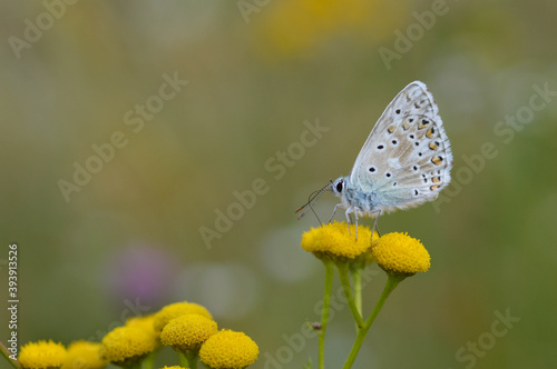 Brown argus in a tansy flower, small brown, grey butterfly . © MothLady