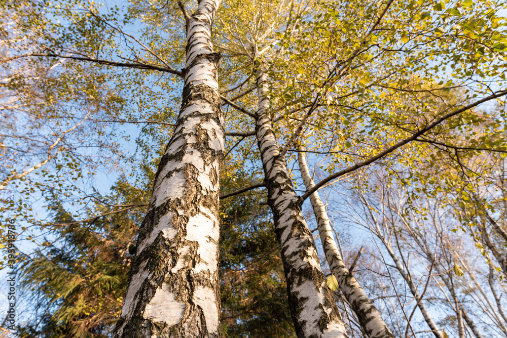 Fototapeta premium Birken im Herbst im Moor am Abend bei Sonne