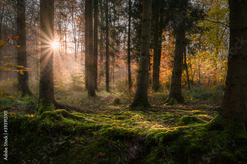 Herbstsonne im Wald, Baden-Württemberg, Deutschland © Georg Milasta