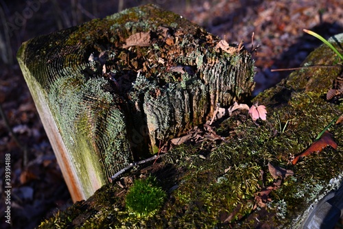 Moss and Autumn Leaves on a Wooden Fence Post and Railing