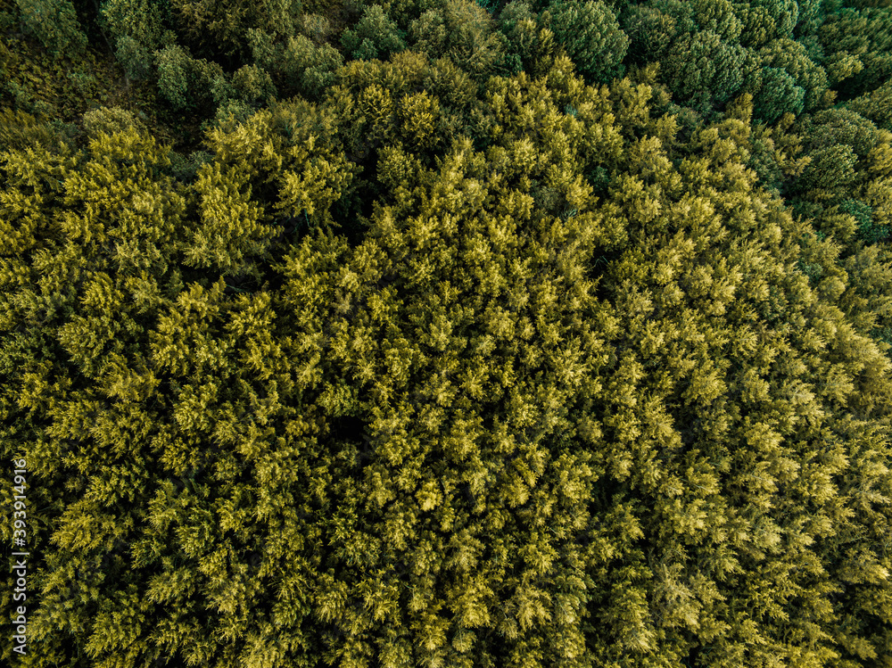 Aerial photo of green forest