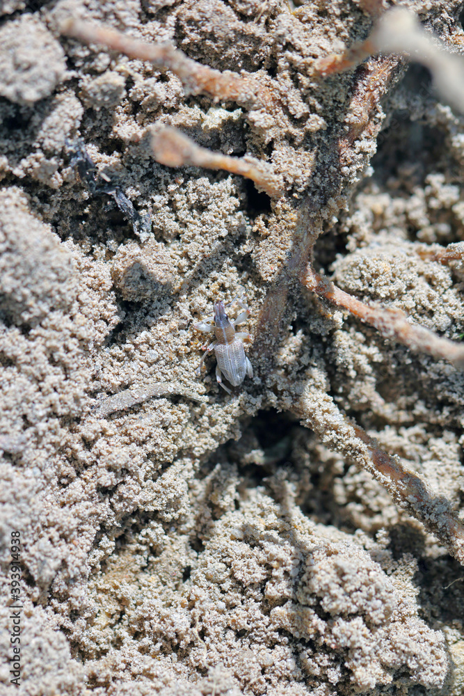 Sitona griseus is a species of weevil Curculionidae, pest of lupines and other Fabaceae. Young beetle in the soil near the root of the soybean plant.