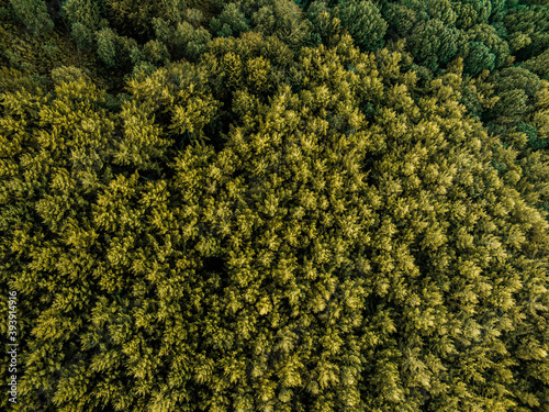 Aerial photo of green forest © ander