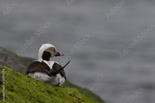 Long-Tailed Duck Resting On the Jetty In Barnegat Light, NJ, USA