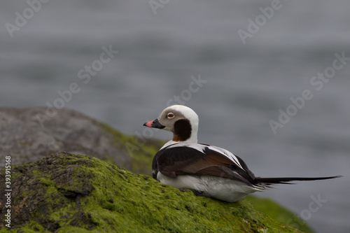 Long-Tailed Duck Resting On the Jetty In Barnegat Light, NJ, USA