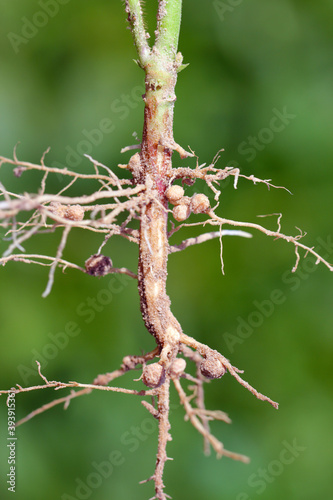 Nodules of soybean. Atmospheric nitrogen-fixing bacteria live inside