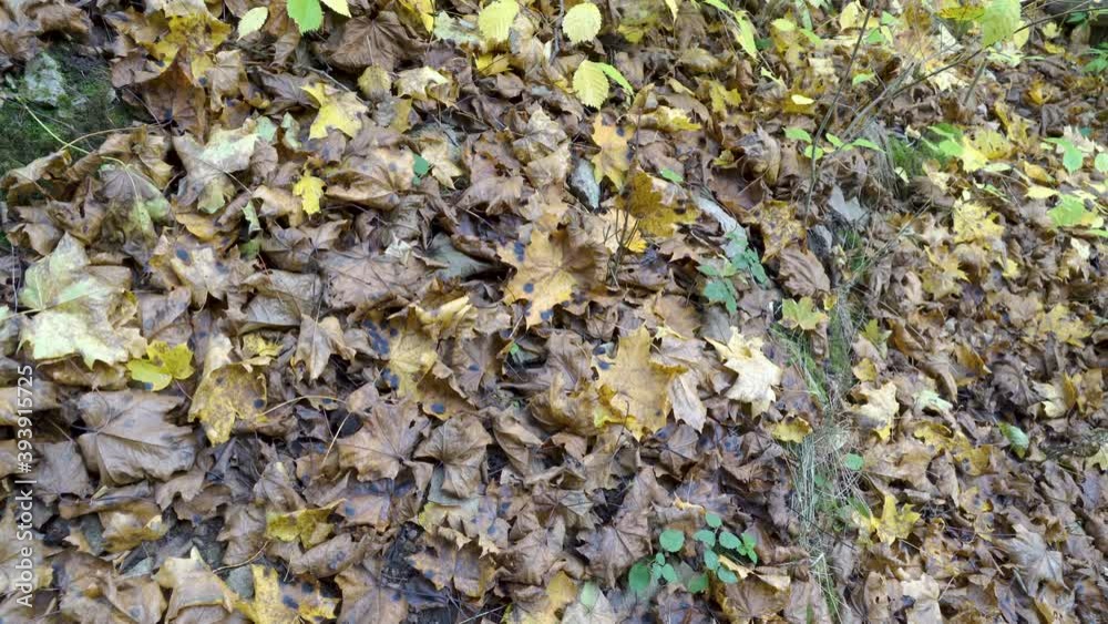 The dried leaves on the ground in Nommeveski Estonia on the ground in Lahemaa National Park in Estonia The dried leaves on the ground in Nommeveski Estonia on the ground in Lahemaa National Park in Estonia