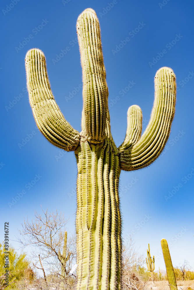 Saguaro Cactus Partial Against Blue Sky Background