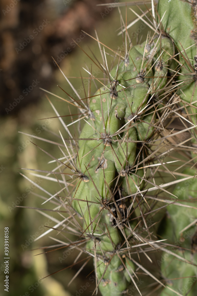 Subdued Closeup on Dry and Dangerous Sharp Needles of Arizona Sonoran Desert 'Jumping' Cactus Cholla, Cylindropuntia Imbricata Subdued Closeup on Dry and Dangerous Sharp Needles of Arizona Sonoran Desert 'Jumping' Cactus Cholla, Cylindropuntia Imbricata