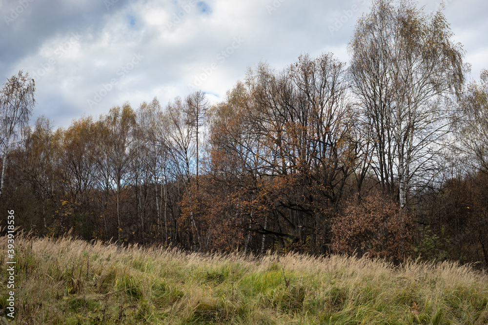 autumn park with dry grass, deciduous forest autumn park with dry grass, deciduous forest