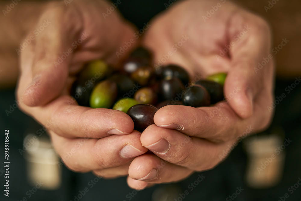 Man's hands show black olives just picked from the olive tree Man's hands show black olives just picked from the olive tree