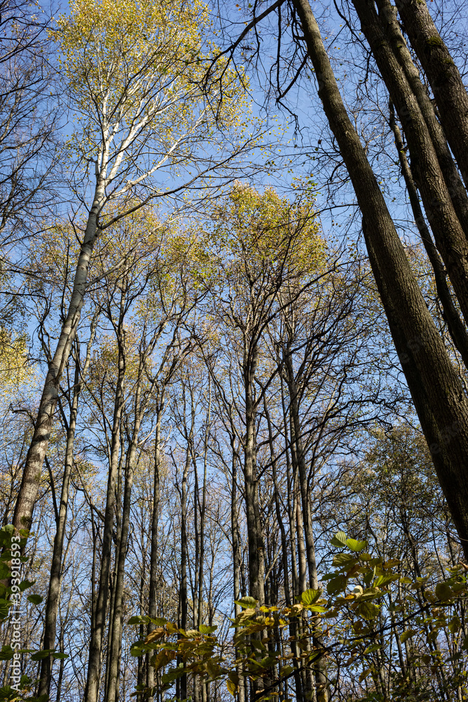 Fototapeta premium tall trees against the blue sky, autumn deciduous forest