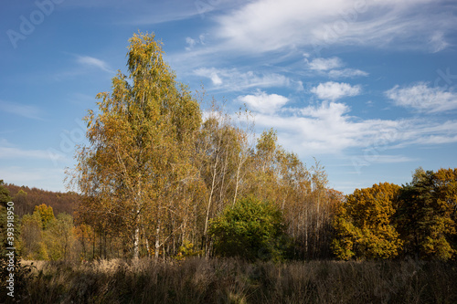 Autumn forest, park, sunny day, natural landscape