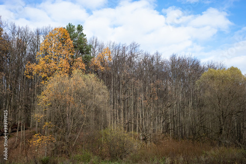 Autumn forest, park, sunny day, natural landscape