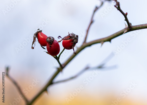 Three dried red rosehips in close up