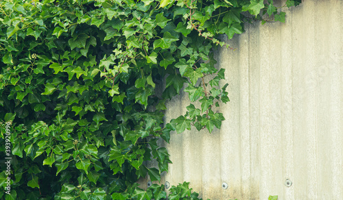 Beautiful green ivy on the old white wall