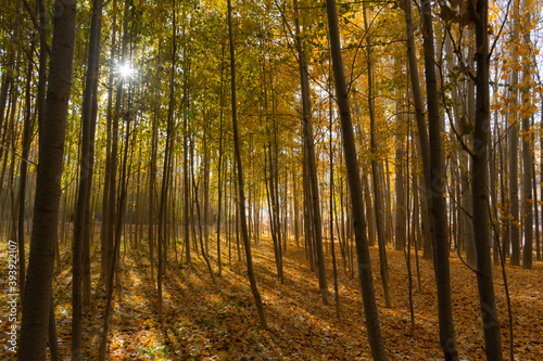 Sun rays in forest autumn trees. Forest and trees photography. Nature photography.