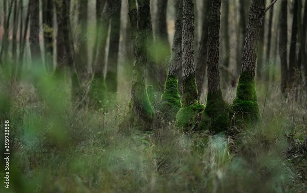 Obraz premium Tajemnice i sekrety lasów. Mistyczne drzewa