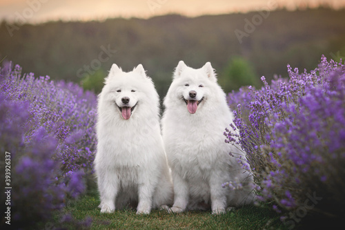 Two samoyeds dogs sitting in the lavender field