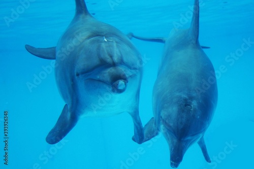 水槽の中で泳ぐ2頭のイルカ © kaoh jp