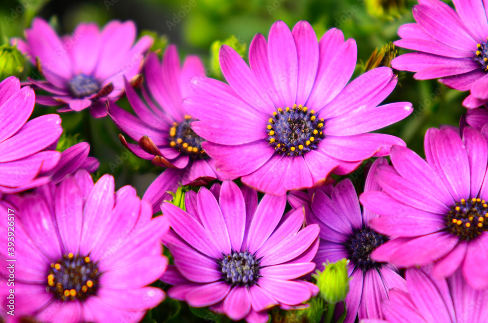 Close up on osteospermum violet or magenta flowers, otherwise known as African daisy