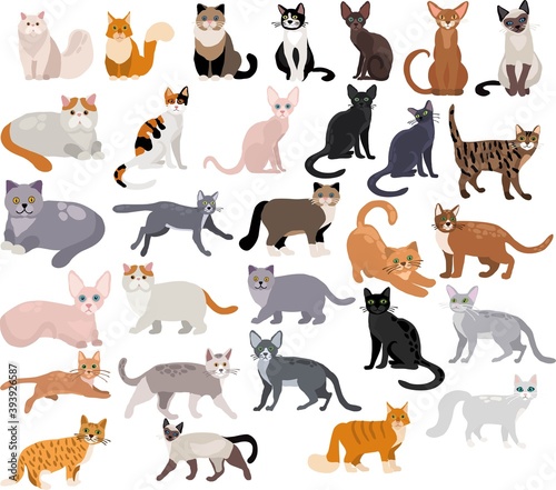 Set of vector cats on white background